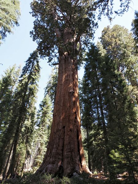 General Sherman Tree